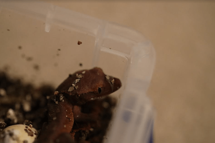 Screenshot 2022-06-05 7.17.00 PM