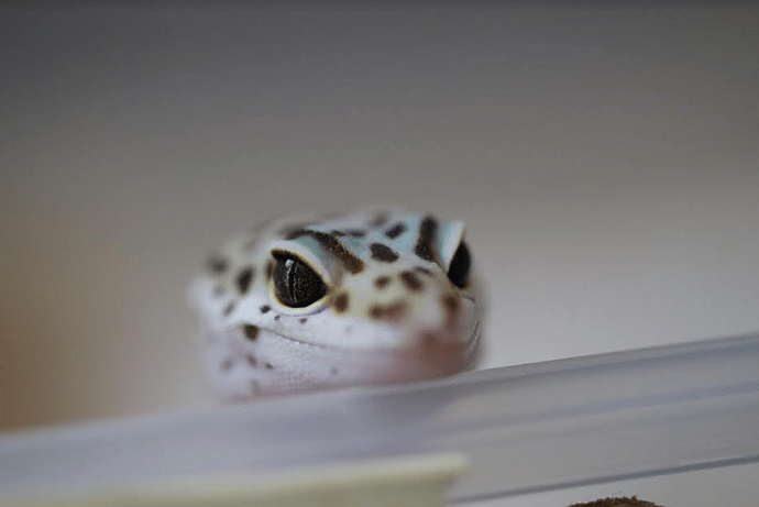 Screenshot 2022-06-03 4.01.56 PM