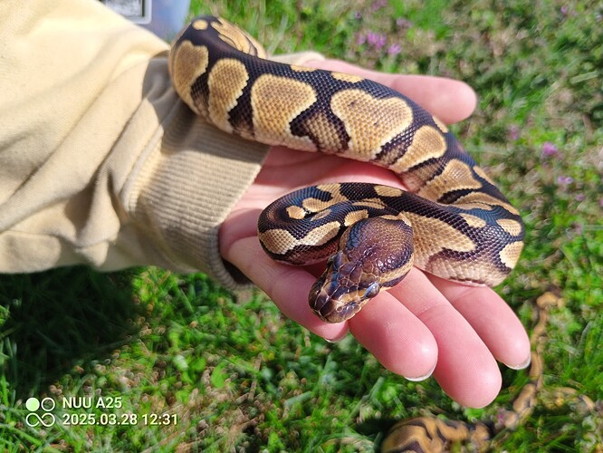 IMG_20250328_123147_773