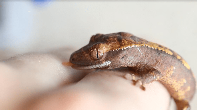 Screenshot 2022-07-26 6.06.10 PM