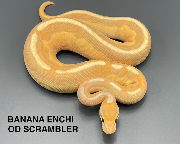 banana enchi od scrambler