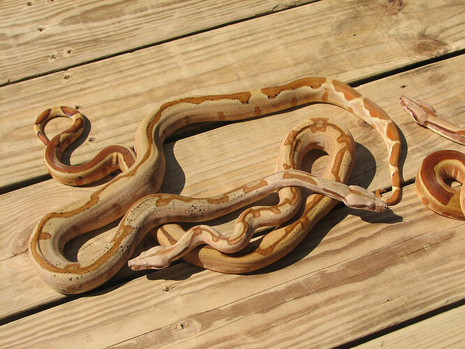 8_6_2017_Hypo_Jungle_Het_Albino_Boas_05