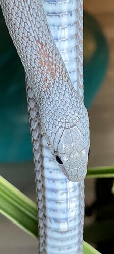 IMG_5295