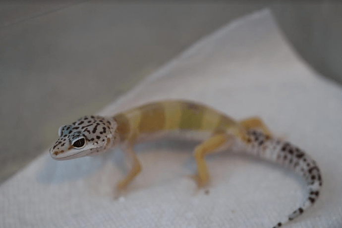 Screenshot 2022-06-03 4.04.58 PM