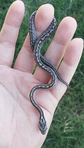gray baby corn snake with messy stripe on hand
