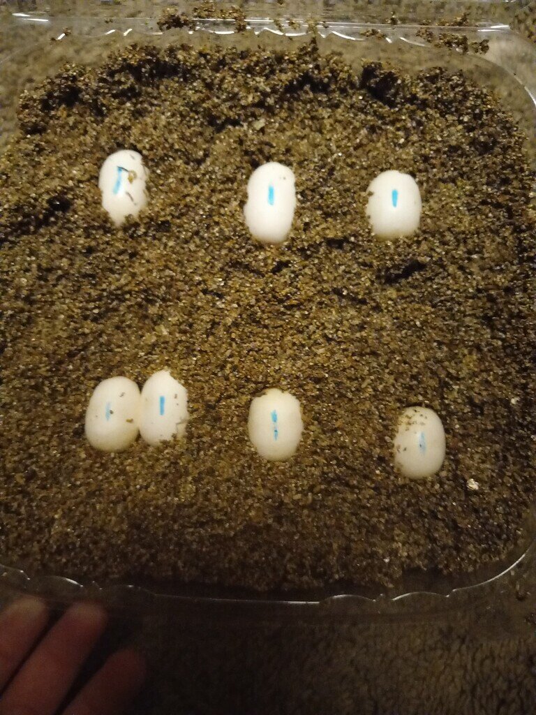 Azalea laid her eggs! Corn Snakes MorphMarket Reptile Community