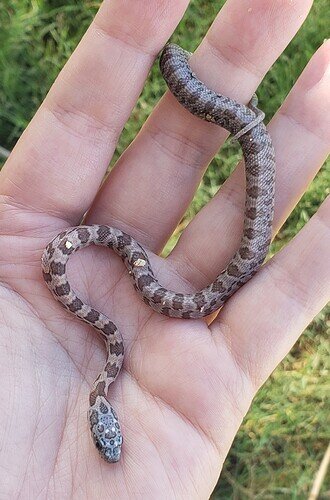 brown and gray baby corn snake on hand