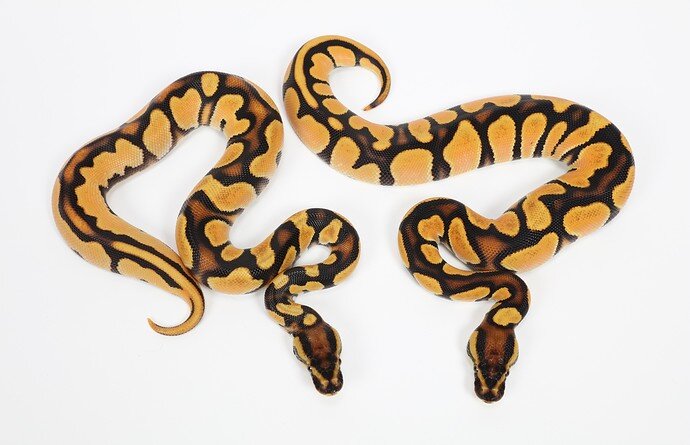 Super Bang Pair 66% Het Pied Ball Python by Sterling Nelson
