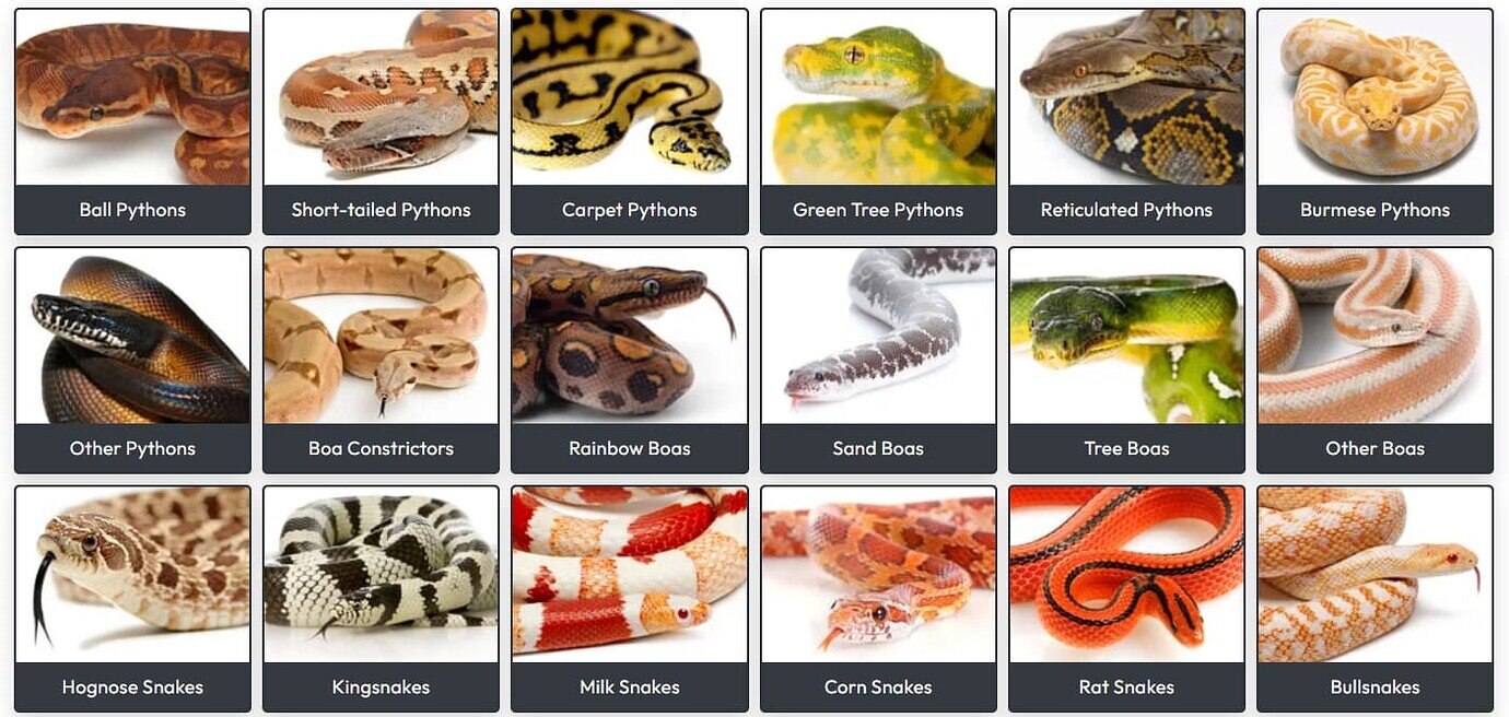 Including Cover Animal Morph in Category? [4673] - Marketplace Support ...