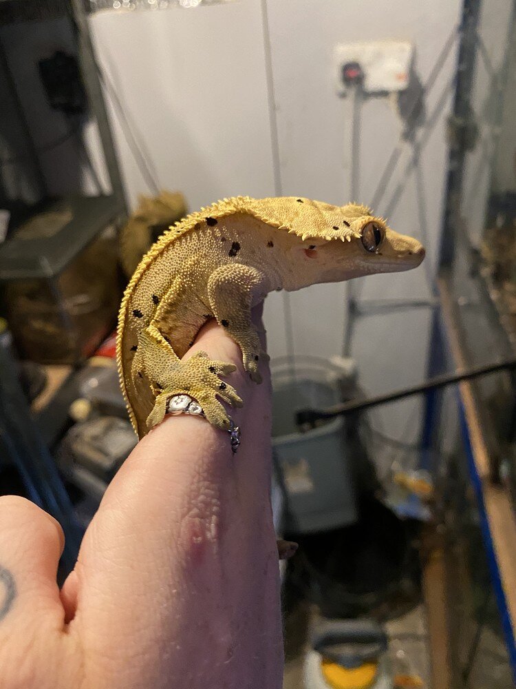 Finally some pics of Spike! - Crested Geckos - MorphMarket Reptile ...