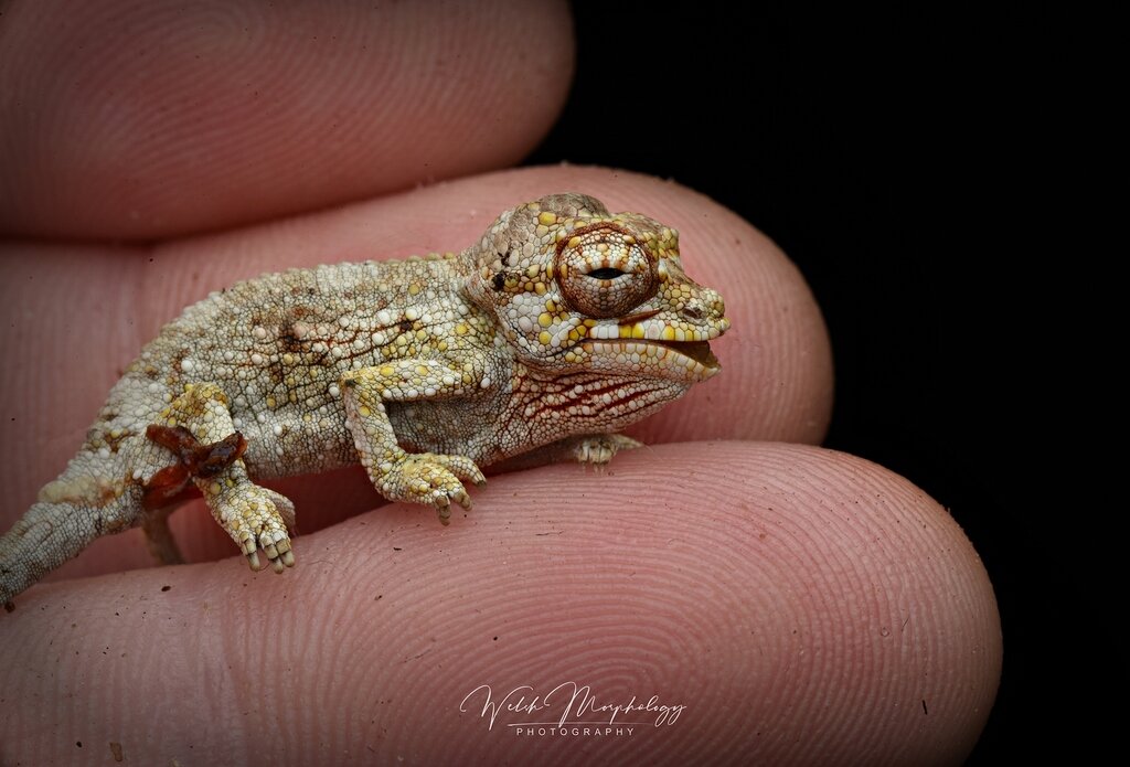 So this happened - Other Lizards - MorphMarket Reptile Community