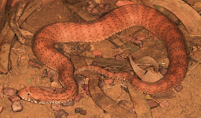 Kimberley_death_adder_venomous