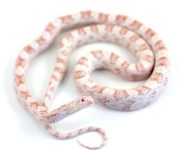 red and white corn snake