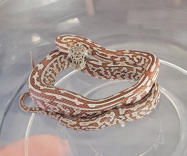 brown with messy pattern baby corn snake with lump in belly