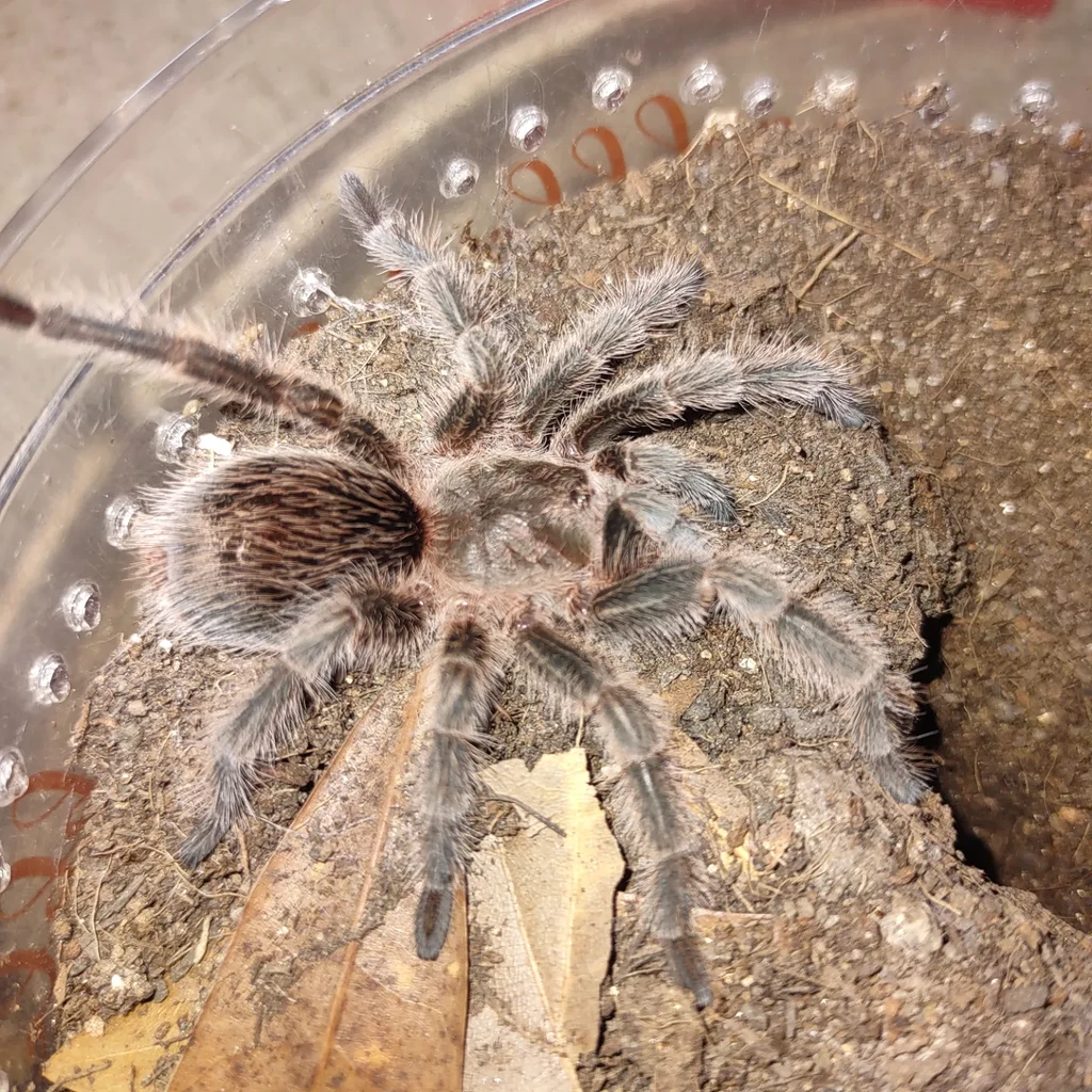 Grammostola rosea RCF - Spiders - MorphMarket Reptile Community