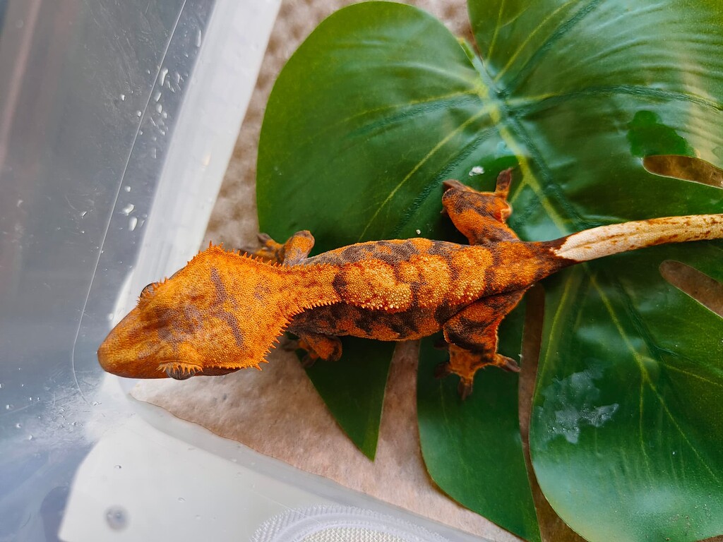 Tiger or Harlequin morph - Crested Geckos - MorphMarket Reptile Community