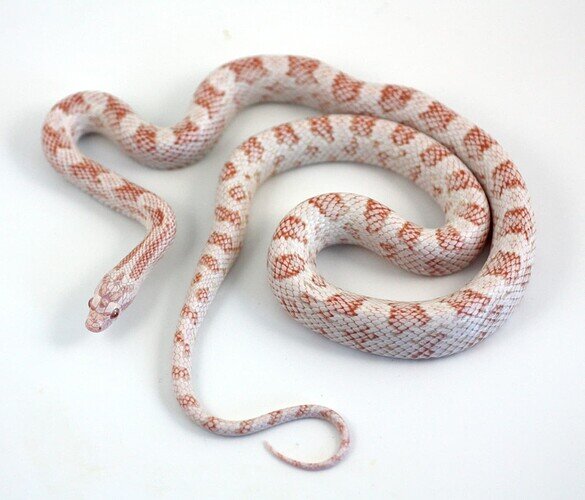 red and white corn snake