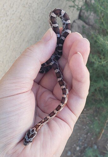 brown and orange baby corn snake in hand