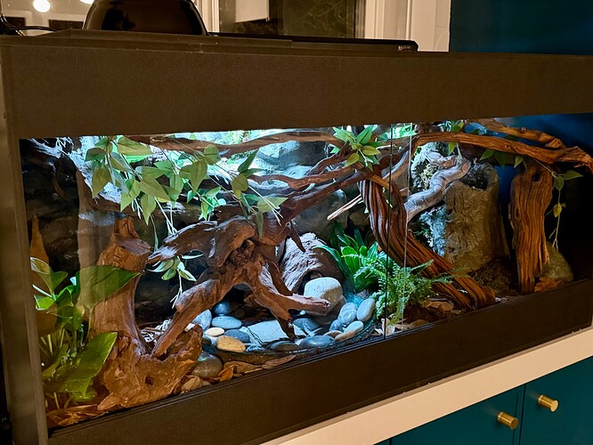 Best Bamboo Enclosure Pic