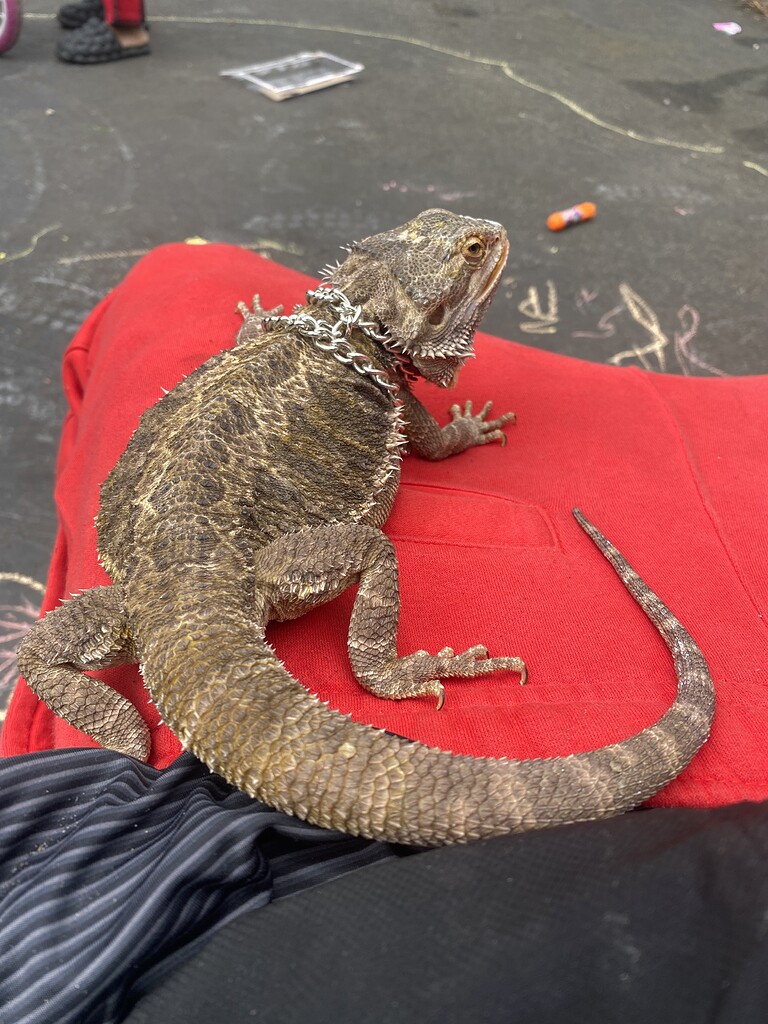Breeding pair Bearded Dragons MorphMarket Reptile Community