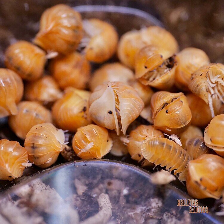 Tub of gold (Cubaris sp. Blonde Ducky) - Isopods - MorphMarket Reptile