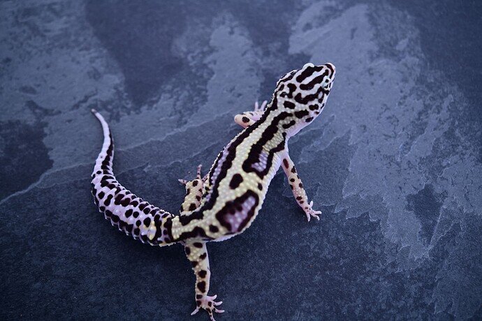 Geckoboa1