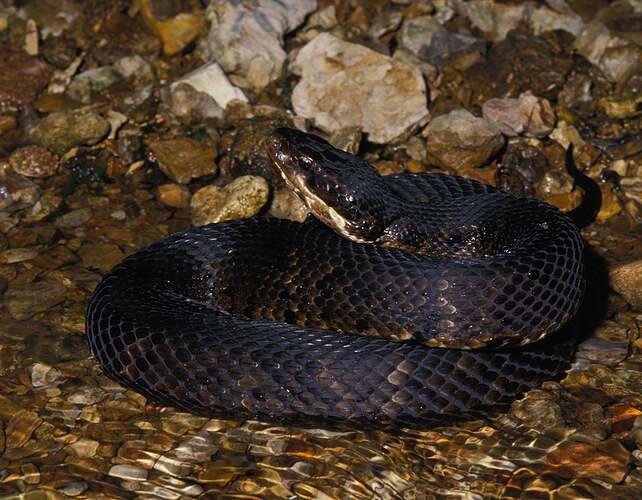western_cottonmouth (1)