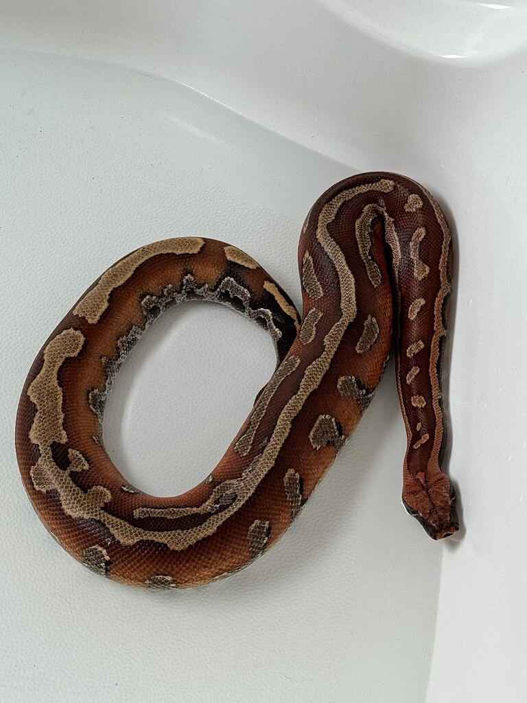 Help identifying genetics - Short-Tailed Pythons - MorphMarket Reptile ...