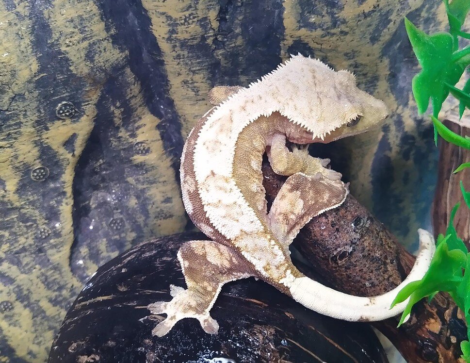 Crested Gecko Morph / Trait Guide - Crested Geckos - MorphMarket ...