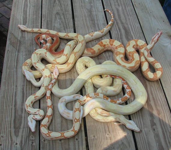 8_6_2017_Sunglow_Albino_Boas_02