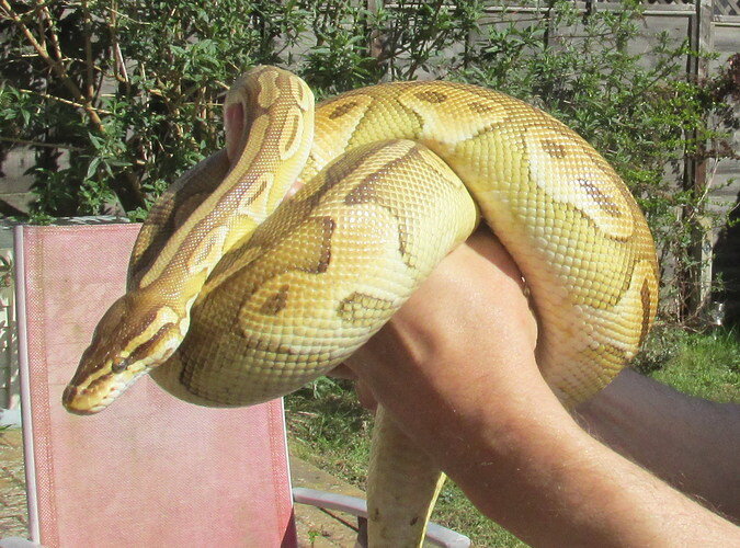 Pastel Lesser alien 5