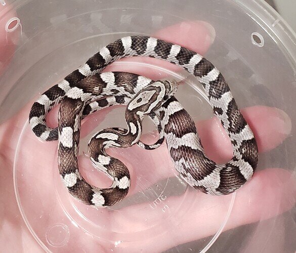 black and white baby corn snake with large bulge in belly|