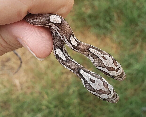 two baby corn snake heads showing one browner one and one grayer one