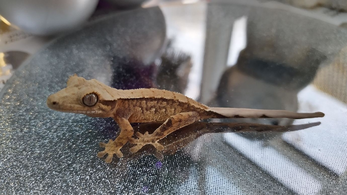 Crested Gecko Morph / Trait Guide - Crested Geckos - MorphMarket ...