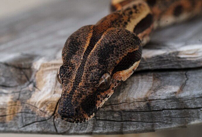 Darci IMG Macro good-3