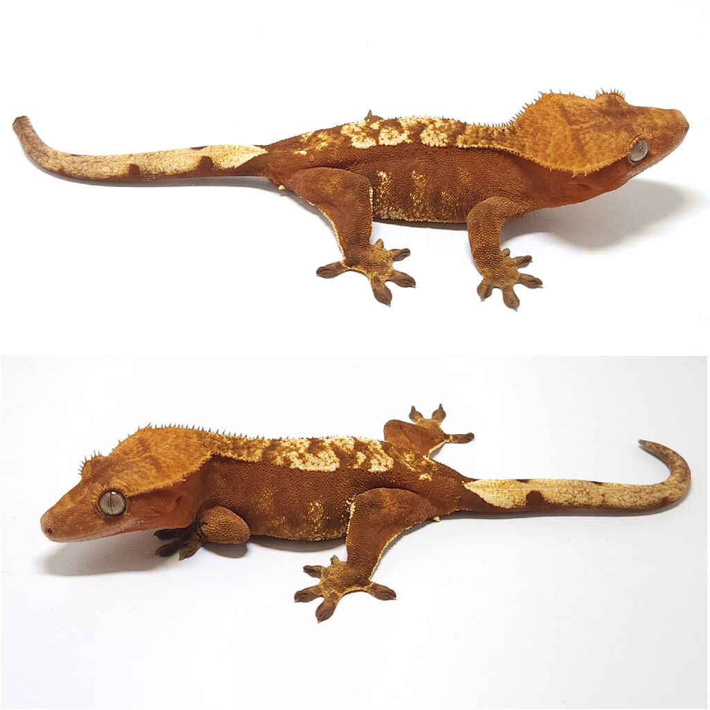 progression-crested-geckos-morphmarket-reptile-community