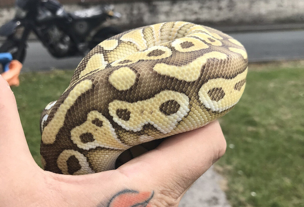 Show me your Alien heads - Ball Pythons - MorphMarket Reptile Community