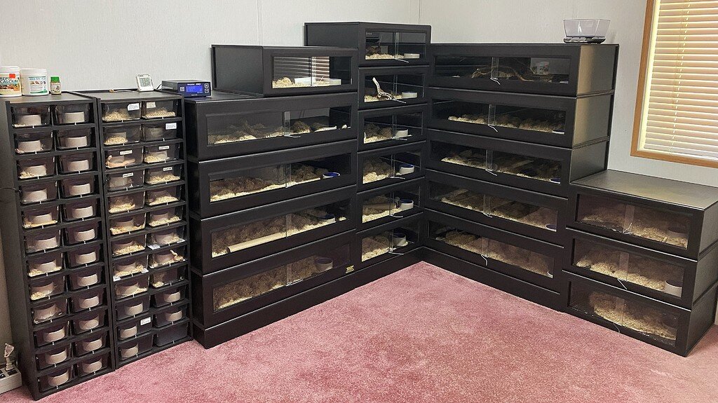 The New SetUp Western Hognose MorphMarket Reptile Community