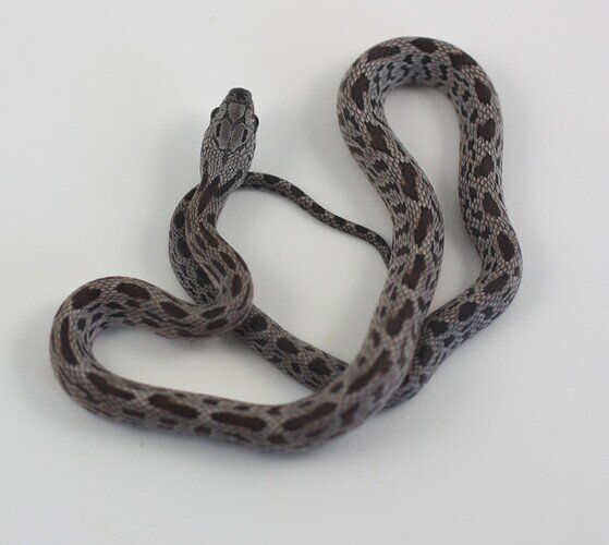 light and dark gray baby corn snake