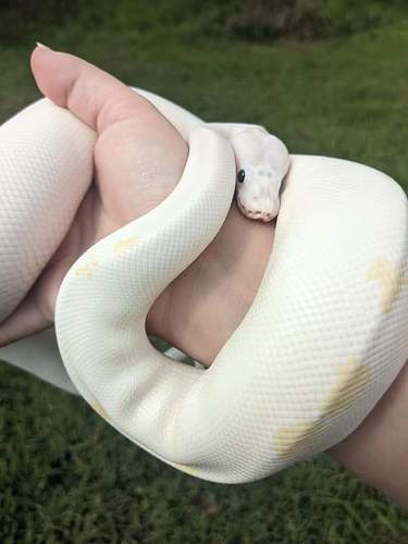 FB_IMG_1618277134062