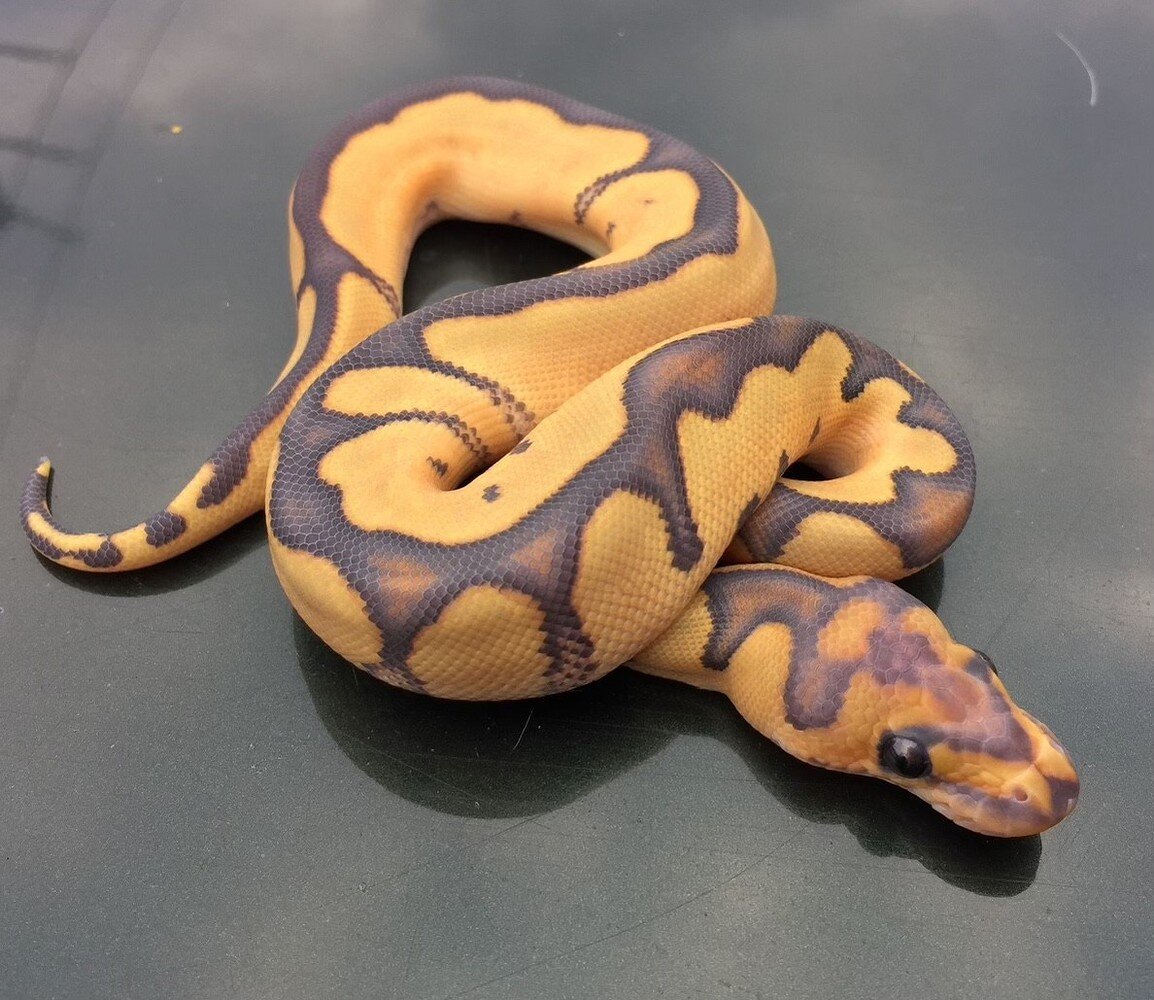 Show off your ball pythons - Ball Pythons - MorphMarket Reptile Community