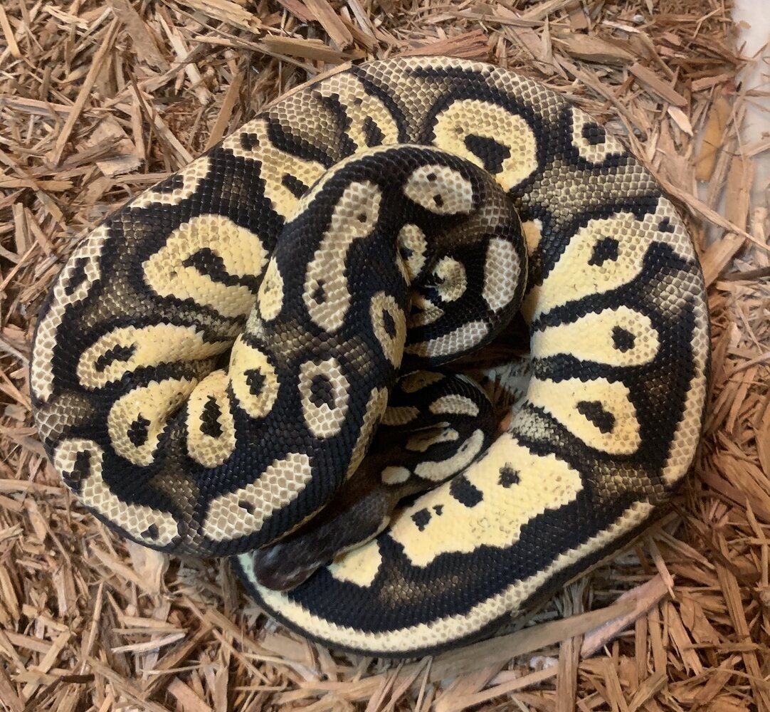 Blackhead ball pythons Ball Pythons MorphMarket Reptile Community