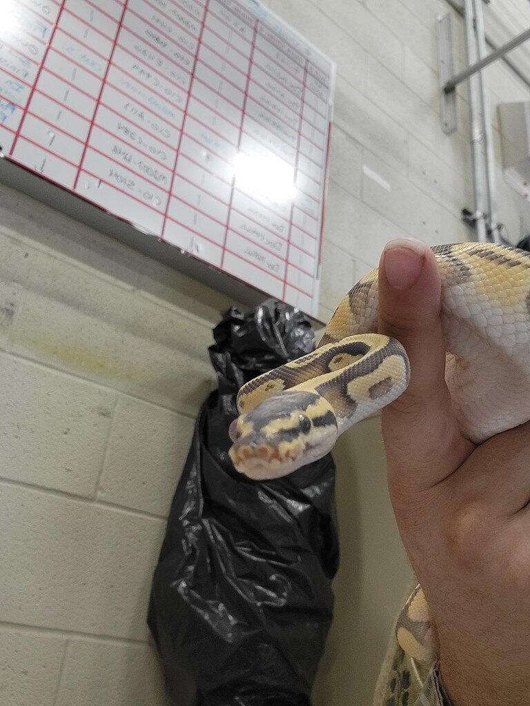 Swollen eye, suspect blocked lacrimal duct Ball Pythons MorphMarket Reptile Community