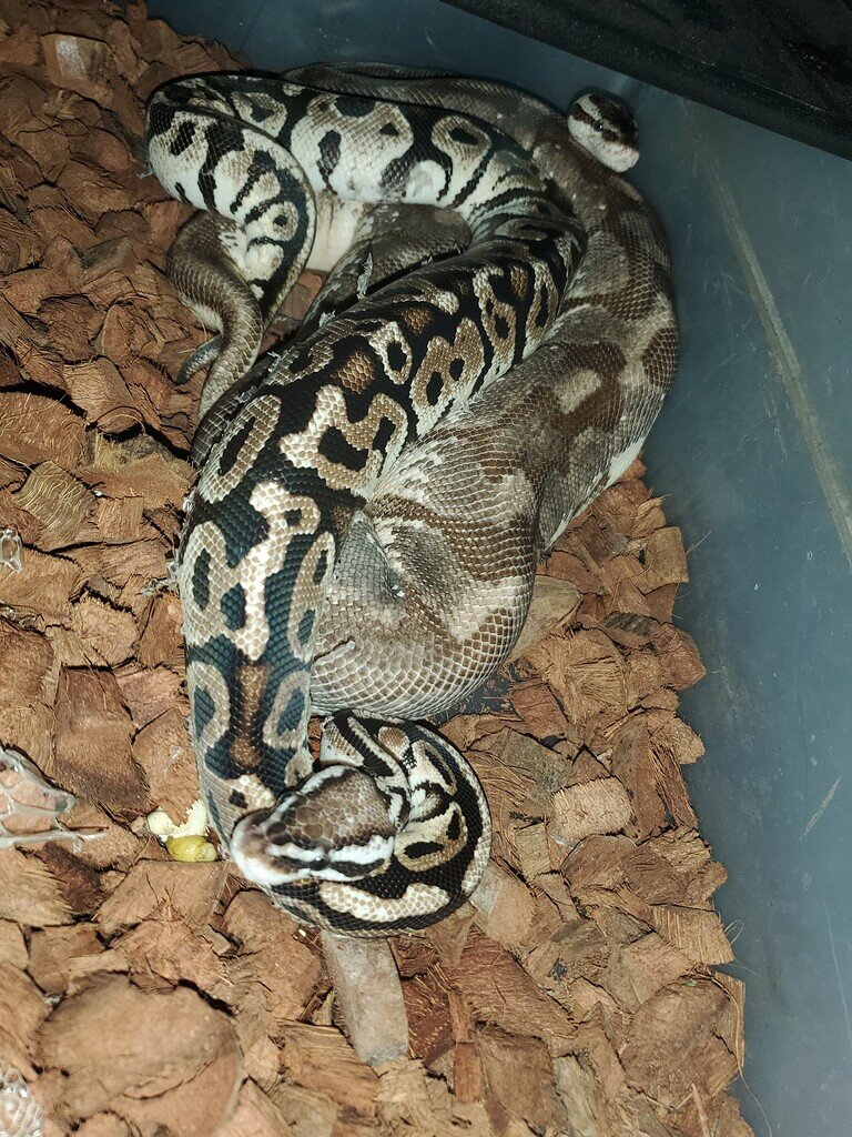 First friendly knot of the season! - Ball Pythons - MorphMarket Reptile ...