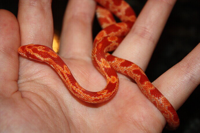 freshly_shed_corn_snake_by_icantthinkofaname_09_d4f0oew
