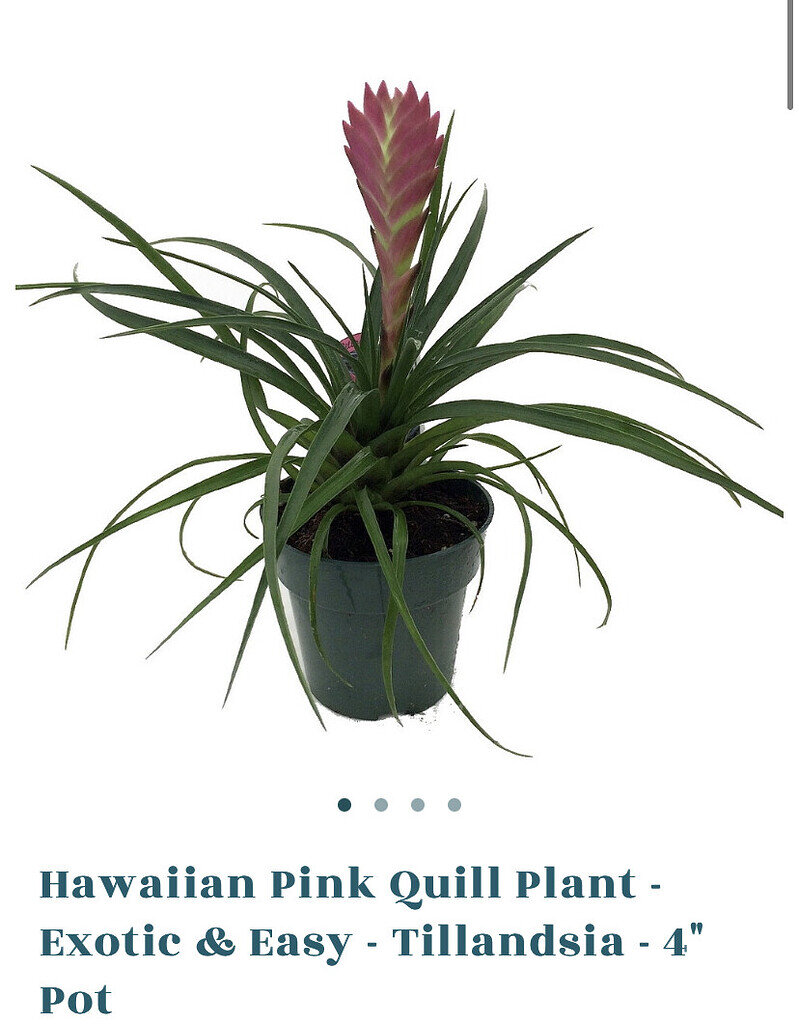 plants Crested Geckos MorphMarket Reptile Community