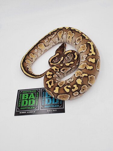 Het Red Lesser Sherg Ball Python by BADD Reptiles