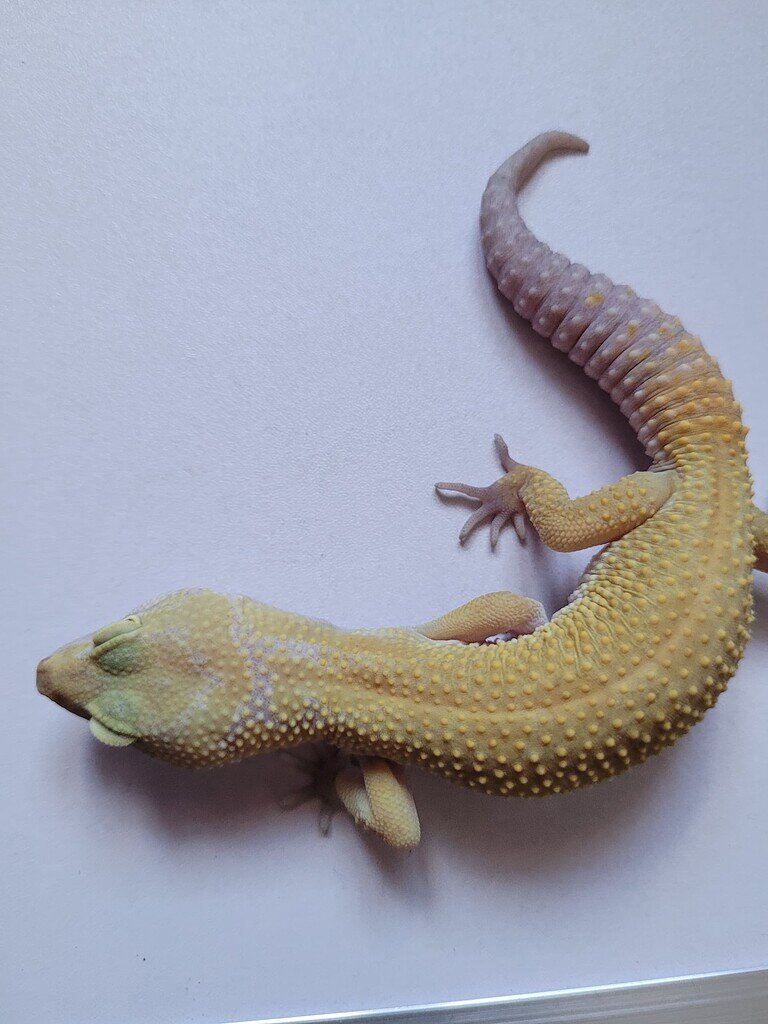 Help with hatchling identification - Leopard Geckos - MorphMarket ...