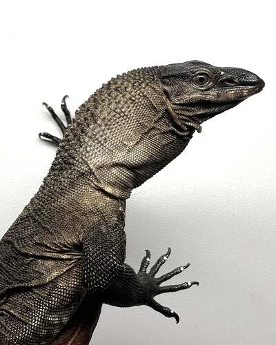 varanus rudicollis adult 2