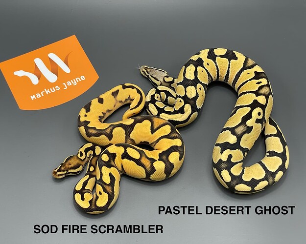 sos fire scrambler vs pastel desert ghost